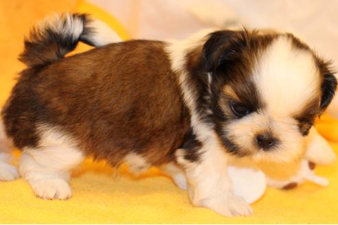 成約済の愛知県のシーズー-31664の4枚目